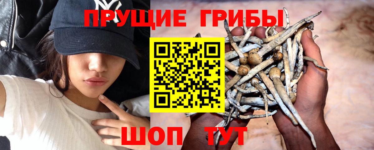 Псилоцибиновые грибы Psilocybe Троицк